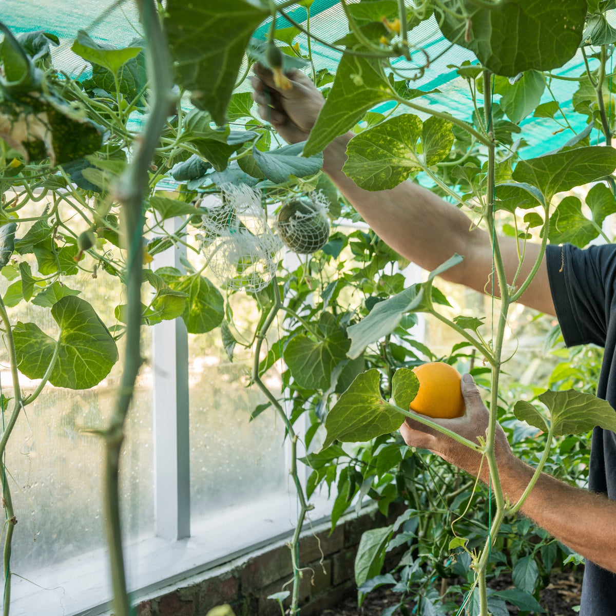 Melon House