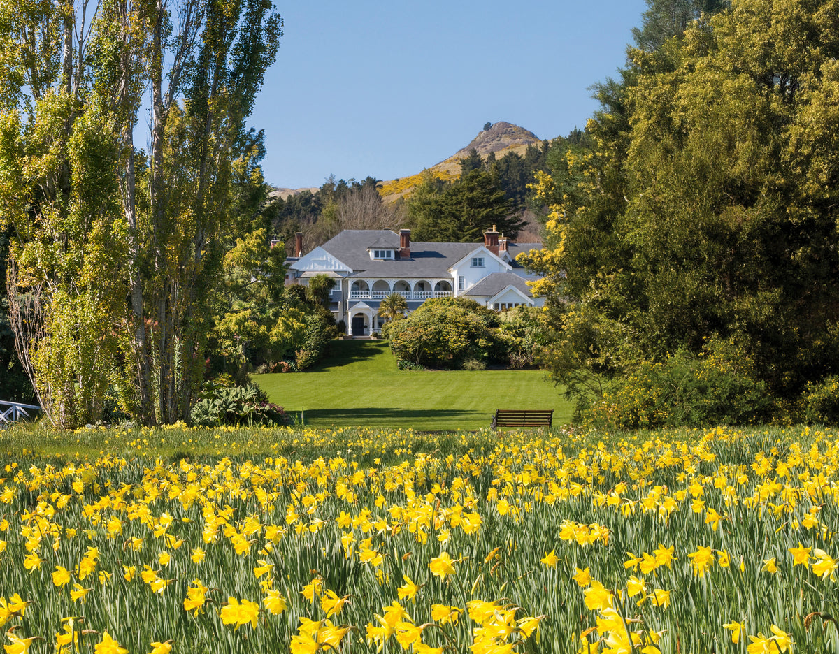 Daffodil Field