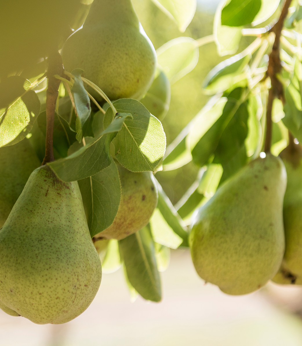 Orchard